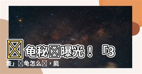 烏龜招財|養烏龜招財：改善風水、提升運勢的秘訣 